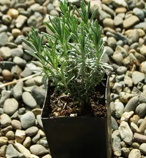 Lavender, Munstead (Lavandula angustifolia) potted plant, organic - Image 4