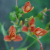 Leopard Flower (Belamcanda chinensis) seeds - Image 5