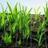 Leopard Flower (Belamcanda chinensis) seeds - Image 3
