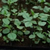 Licorice, Official (Glycyrrhiza glabra) potted plant, organic - Image 2