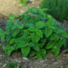 Lime Balm (Melissa officinalis ssp. altissima), packet of 30 seeds, organic