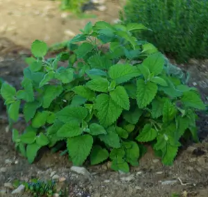 Lime Balm (Melissa officinalis ssp. altissima), packet of 30 seeds, organic