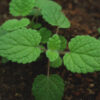 Lime Balm (Melissa officinalis ssp. altissima), packet of 30 seeds, organic - Image 2