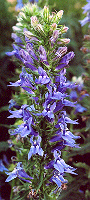 Lobelia, Great Blue (Lobelia siphilitica), packet of 100 seeds - Image 2