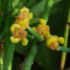 Ma-huang (Ephedra sinica) potted seedling, organic - Image 5