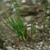 Ma-huang (Ephedra sinica) potted seedling, organic - Image 4