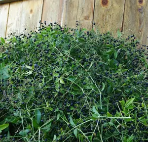 Madder (Rubia tinctorum) potted plant, organic - Image 5