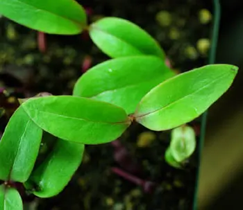 Spinach, Malabar Red (Basella rubra), packet of 10 seeds, organic - Image 4