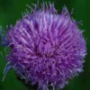 Maral Root (Rhaponticum carthamoides), packet of 10 seeds, organic - Image 2