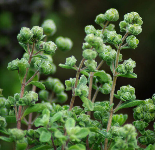 Marjoram, Sweet (Origanum majorana) potted plant, organic