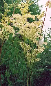 Meadowsweet (Spirea ulmaria) potted plant, organic - Image 3