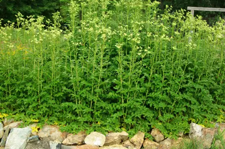 Meadowsweet (Spiraea ulmaria) seeds, organic - Image 4