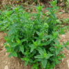 Mint, Chinese (Mentha haplocalyx) seeds, organic - Image 2