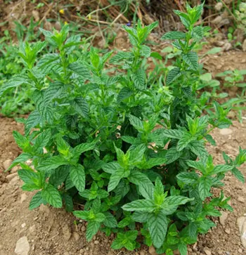 Mint, Chinese (Mentha haplocalyx) seeds, organic - Image 2