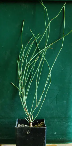Mormon Tea, Green (Ephedra viridis) potted plant, organic