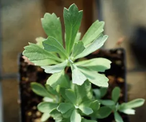 Mugwort, Western (Artemisia ludoviciana), packet of 100 seeds - Image 2