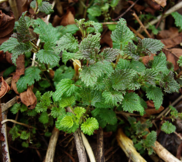 Nettles, Stinging (Urtica dioica) potted plant, organic - Image 4