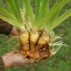 Orris Root (Iris florentina) potted plant, organic