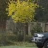 Osage Orange (Maclura pomifera) Tree, Organic - Image 6