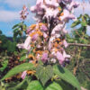 Empress Tree (Paulownia tomentosa) seeds, organic [TN, AL, NC, CT no]