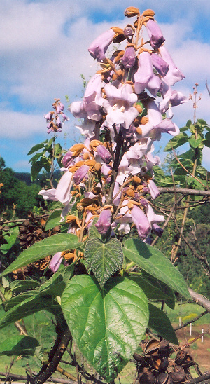 Empress Tree (Paulownia tomentosa) seeds, organic [TN, AL, NC, CT no]