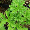 Geranium, Scented "Attar of Roses" (Pelargonium capitatum) potted plant, organic - Image 3