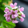 Geranium, Scented "Attar of Roses" (Pelargonium capitatum) potted plant, organic