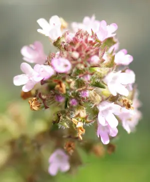 Pennyroyal (Mentha pulegium) potted plant, organic