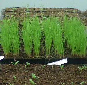 Grass, Phalaris (Phalaris aquatica) seeds, organic - Image 3