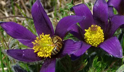Pulsatilla (Anemone pulsatilla) potted plant, organic - Image 2