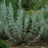 Sage, Purple (Salvia leucophylla), packet of 30 seeds