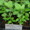 Tulsi, Rama--Rama Tulsi, Holy Basil (Ocimum tenuiflorum) potted plant, organic - Image 2