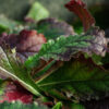 Rehmannia (Sheng-di-huang) (Rehmannia glutinosa) potted plant, organic - Image 5