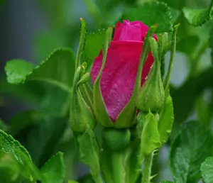 Rose, Rugosa (Rosa rugosa) potted bush, organic - Image 3