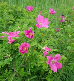 Rose, Rugosa (Rosa rugosa) potted bush, organic