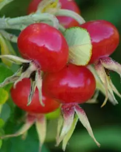 Rose, Rugosa (Rosa rugosa) potted bush, organic - Image 2