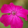 Rose Campion (Lychnis coronaria), packet of 50 seeds, organic - Image 3
