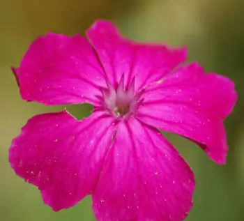Rose Campion (Lychnis coronaria), packet of 50 seeds, organic - Image 3