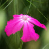 Rose Campion (Lychnis coronaria), packet of 50 seeds, organic - Image 2