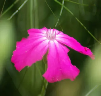 Rose Campion (Lychnis coronaria), packet of 50 seeds, organic - Image 2