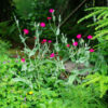 Rose Campion (Lychnis coronaria), packet of 50 seeds, organic