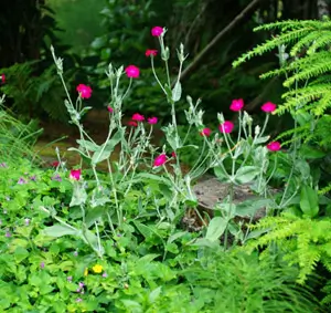 Rose Campion (Lychnis coronaria), packet of 50 seeds, organic