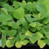 Sage, Clary (Salvia sclarea) potted plant, organic [WA NO] - Image 2