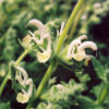 Sage, Dominican (Salvia dominica) potted plant, organic