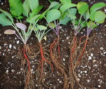 Sage, Dan-shen miltiorrhiza (Salvia miltiorrhiza) potted plant, Organic - Image 3