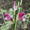 Sage, Jerusalem (Salvia hierosolymitana), packet of 30 seeds, Organic