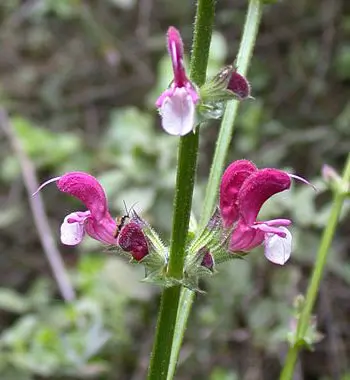 Sage, Jerusalem (Salvia hierosolymitana), packet of 30 seeds, Organic