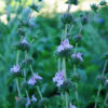 Savory of Crete (Satureja thymbra), potted plant, organic