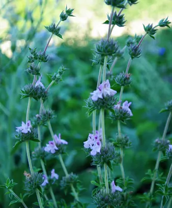 Savory of Crete (Satureja thymbra), potted plant, organic
