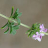 Savory of Crete (Satureja thymbra), potted plant, organic - Image 2